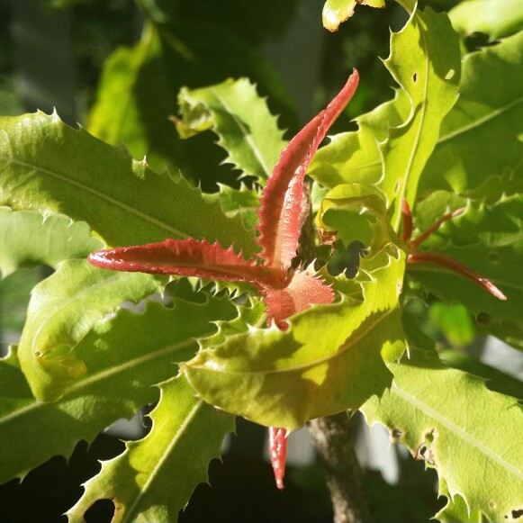 Plant image Macadamia ternifolia