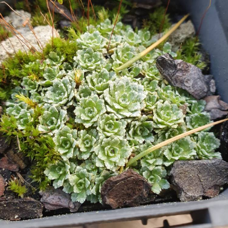 Plant image Saxifraga Paniculata