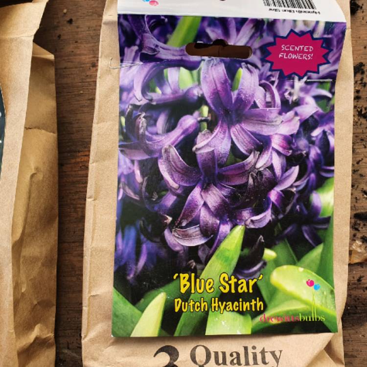 Plant image Hyacinthus orientalis 'Blue Star'