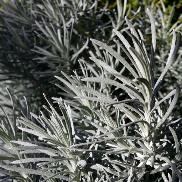 Helichrysum italicum 'Korma'