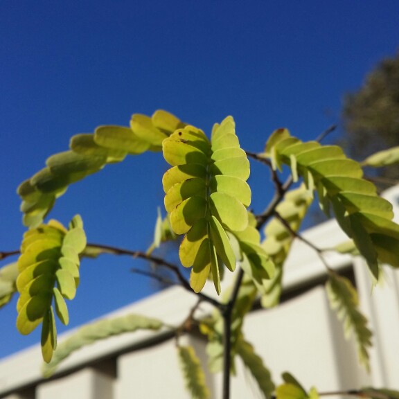 Plant image Tamarindus indica