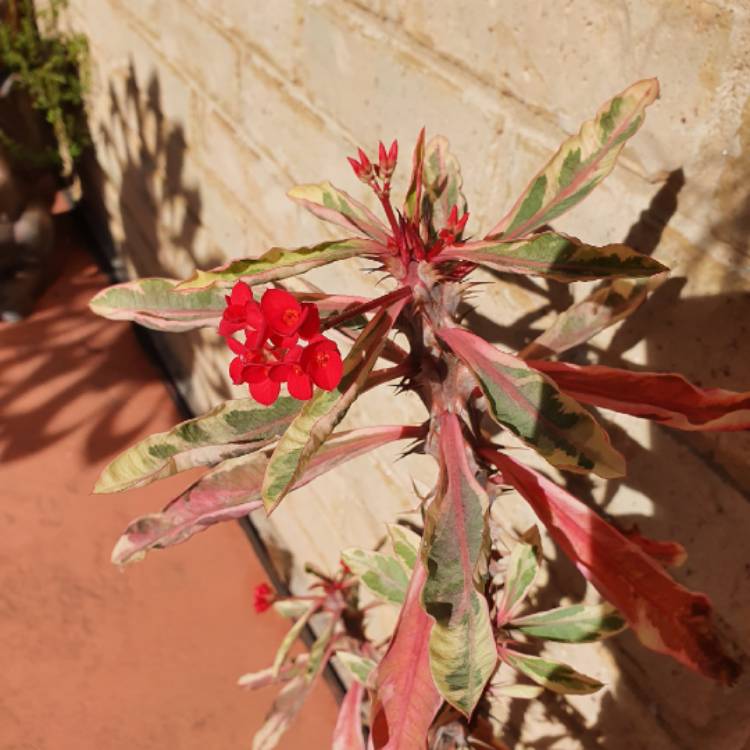 Plant image Euphorbia Milii Variegata 'Pink Charm' Corona de Cristo