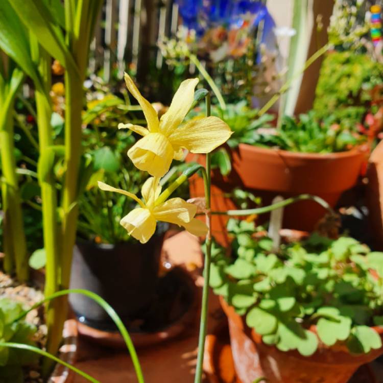 Plant image Narcissus 'Hawera'