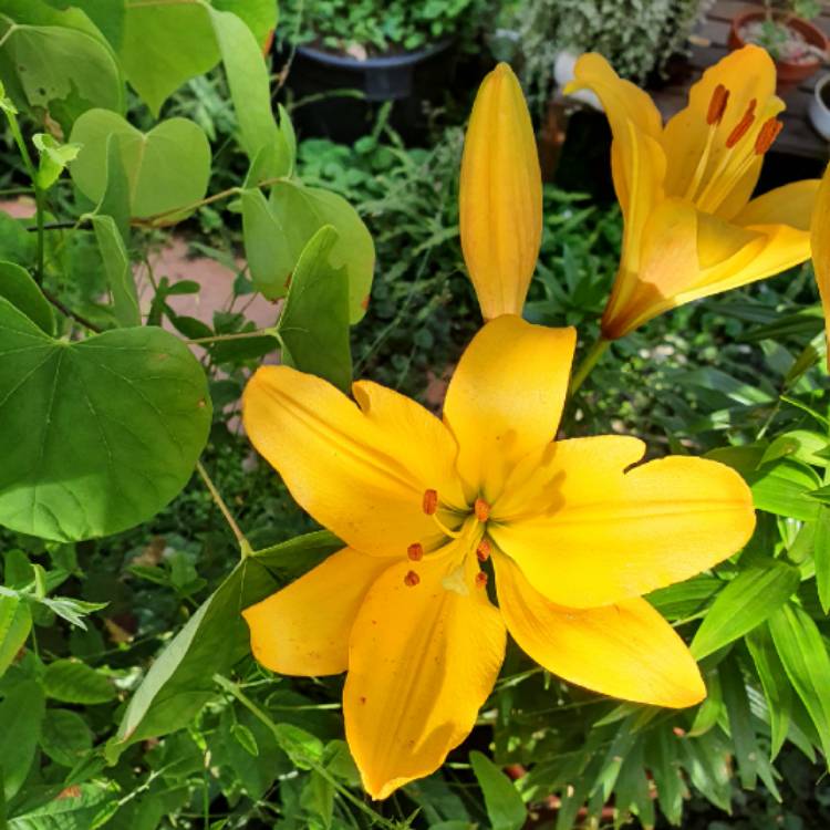 Plant image Lilium 'Beau Soleil'