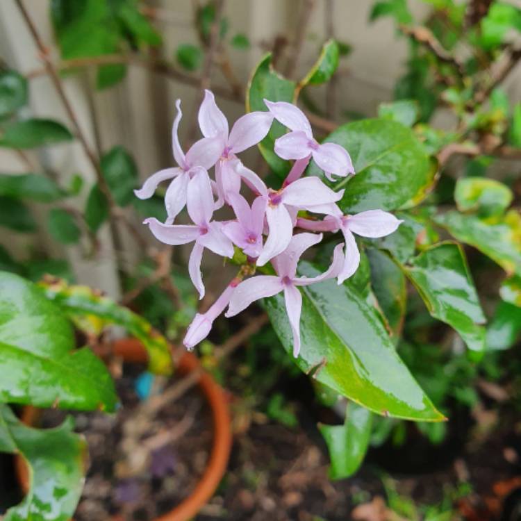 Plant image Syringa x persica