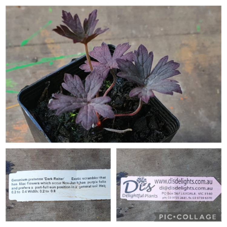 Plant image Geranium pratense (Victor Reiter Group) 'Midnight Reiter' syn. Geranium pratense 'Dark Reiter'