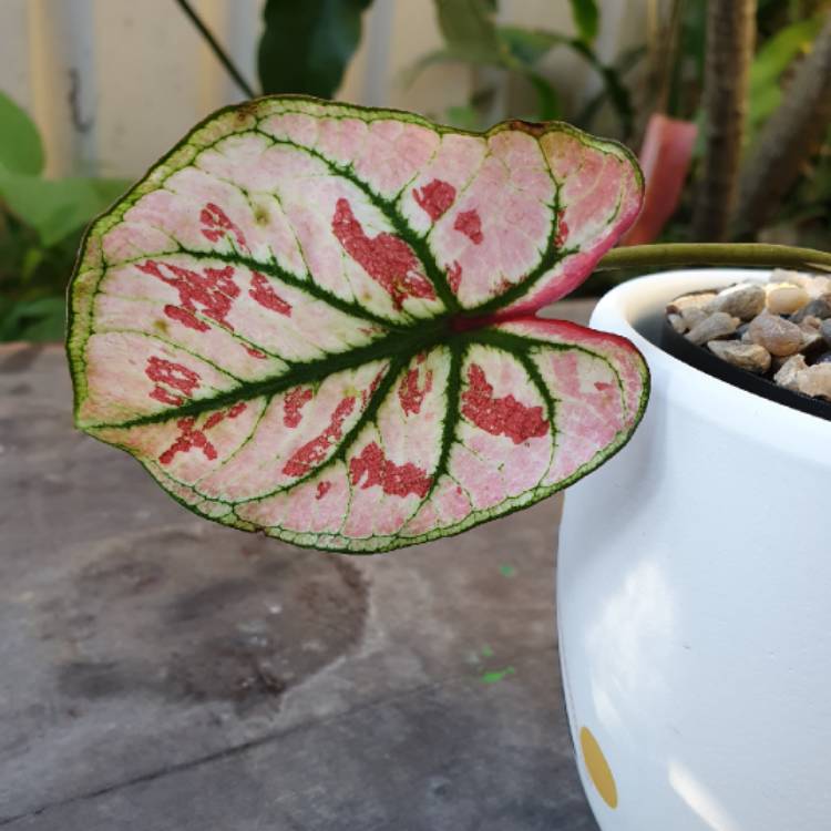 Plant image Caladium 'Strawberry Star'