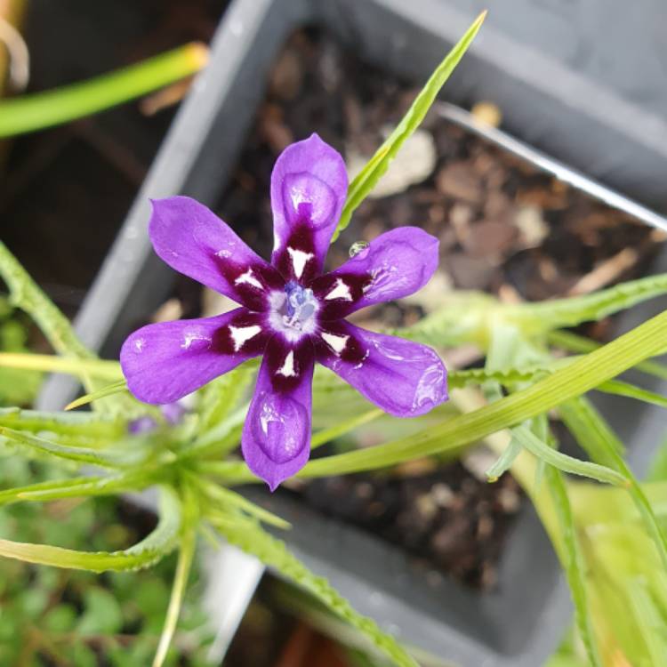 Plant image Lapeirousia oreogena