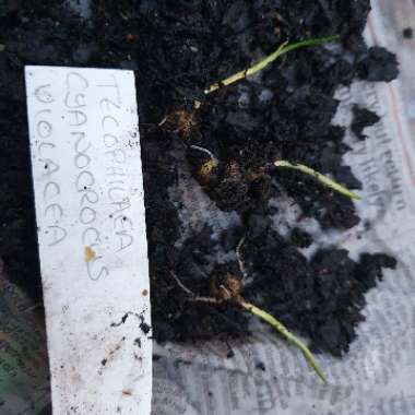 Tecophilaea cyanocrocus 'Violacea'