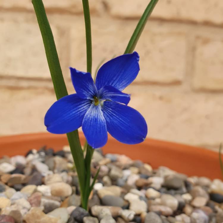 Plant image Tecophilaea cyanocrocus