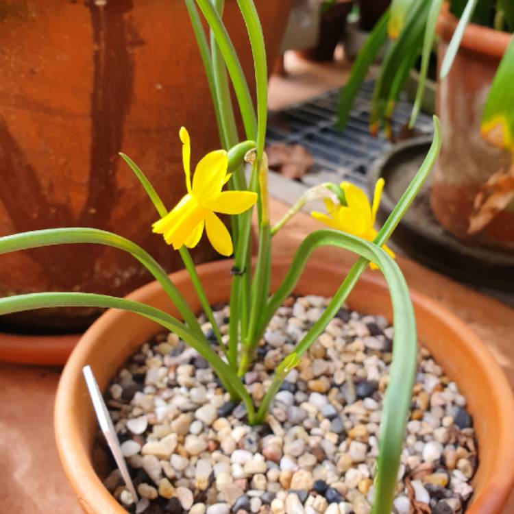 Plant image Narcissus 'Little Oliver'