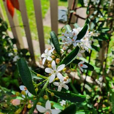 Philotheca myoporoides (formerly Eriostemon myoporoides)