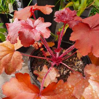 Heuchera 'Fire Alarm'