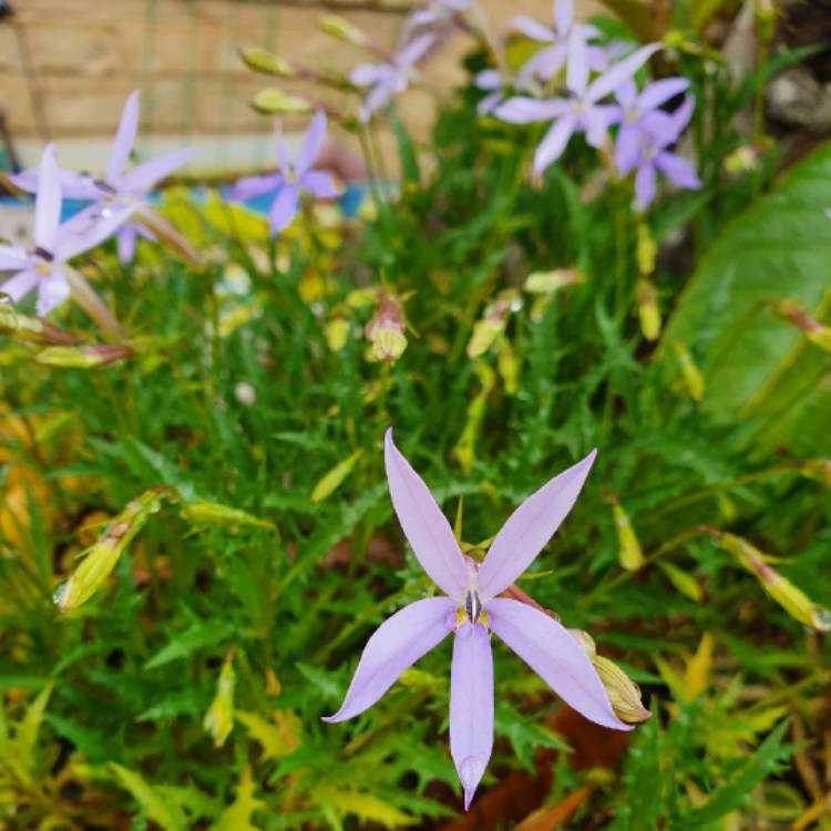 Plant image Isotoma axillaris syn.Laurentia axillaris