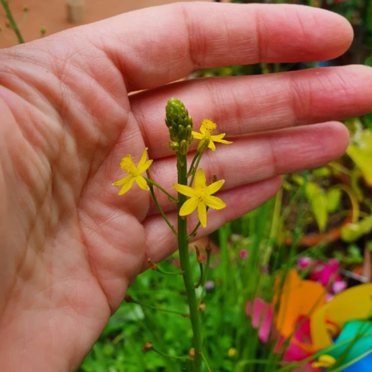 Plant image Bulbine bulbosa syn. Bulbinopsis bulbosa