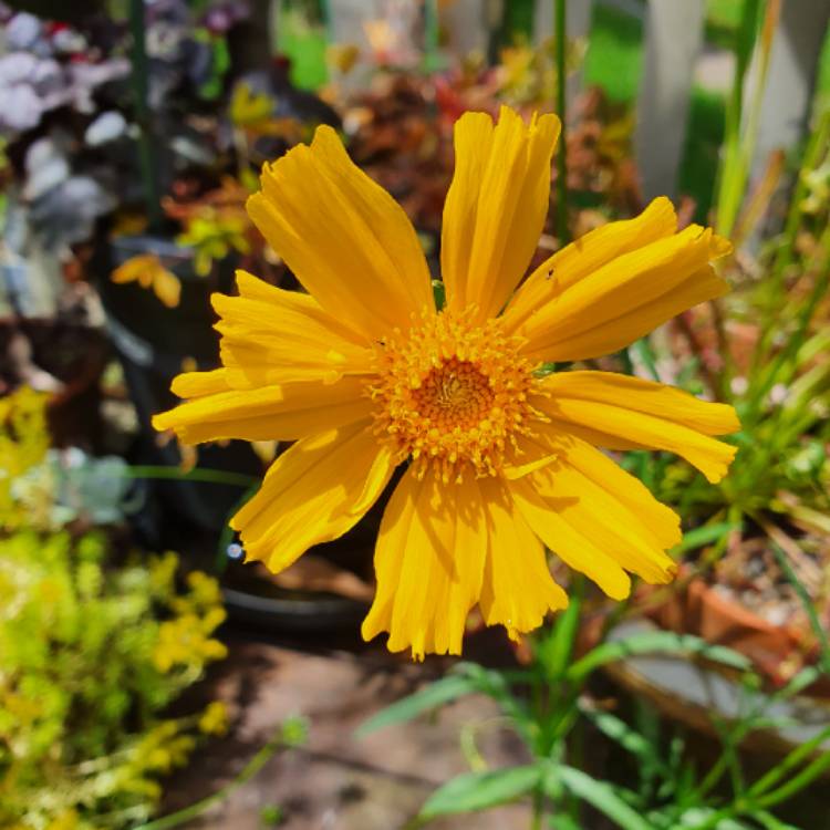 Plant image Coreopsis grandiflora 'Mayfield Giant'