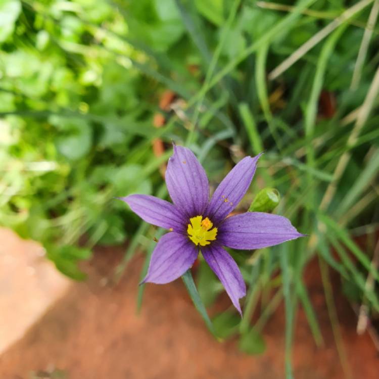 Plant image Sisyrinchium bellum