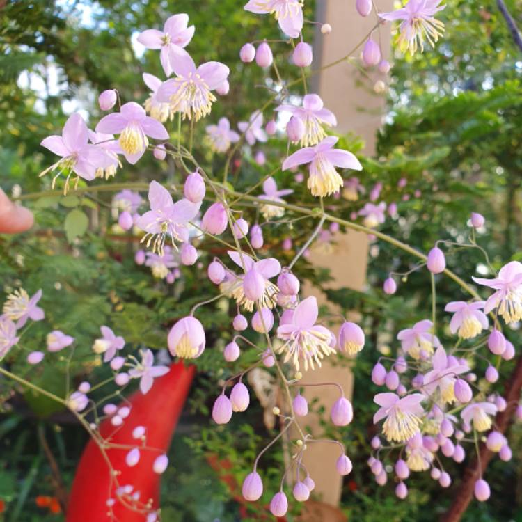 Plant image Thalictrum delavayi