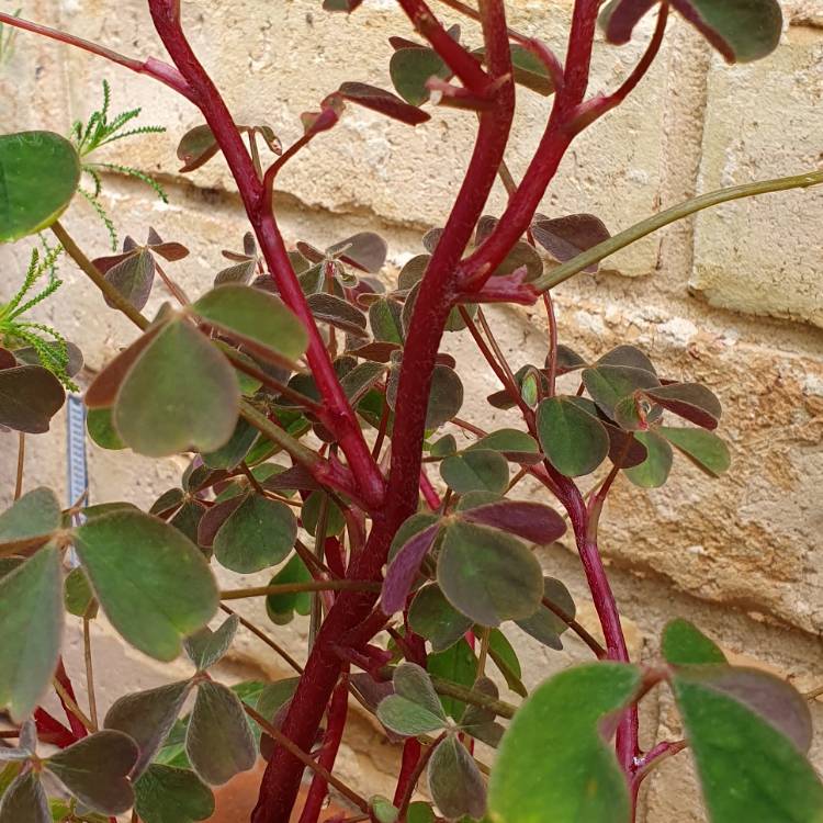 Plant image Oxalis tuberosa