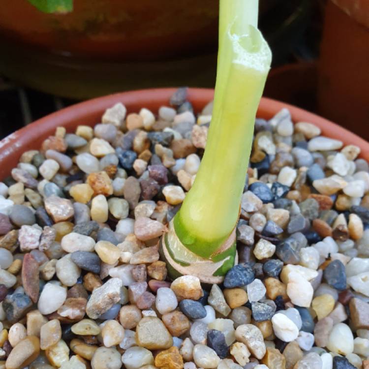 Plant image Alocasia Micholitziana 'Frydek'