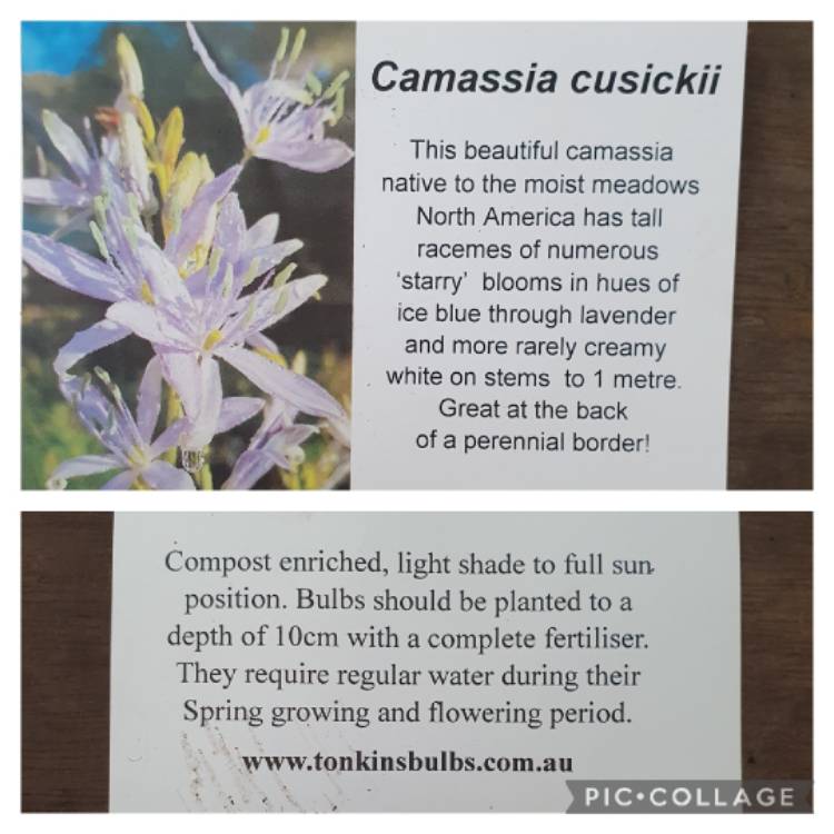 Plant image Camassia cusickii