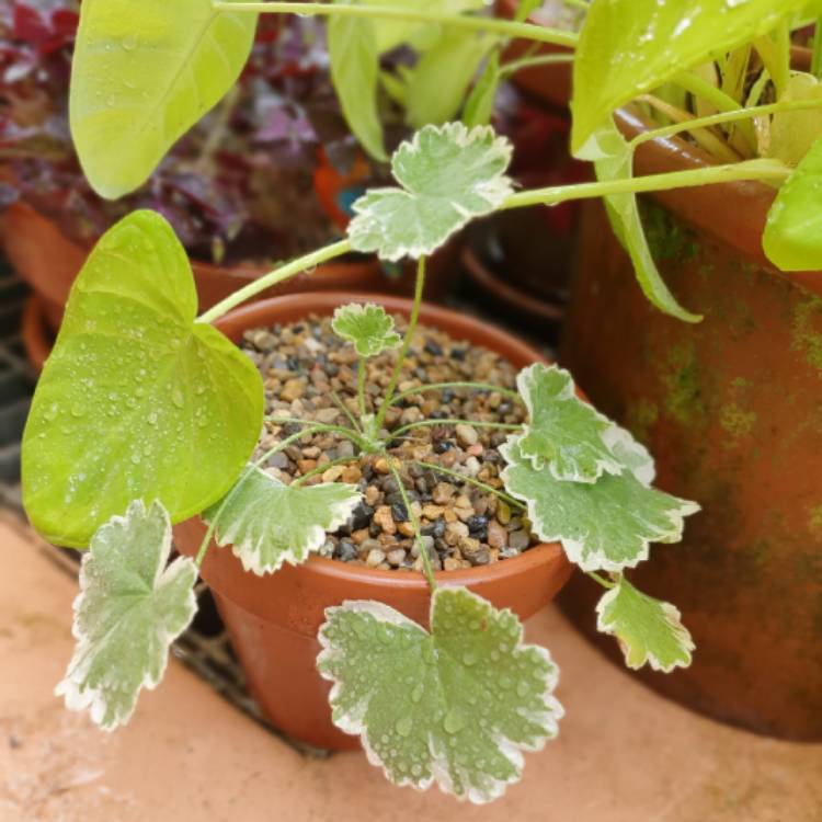 Plant image Pelargonium 'Madame Salleron'