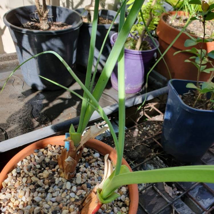 Plant image Crinum Bulbisperum