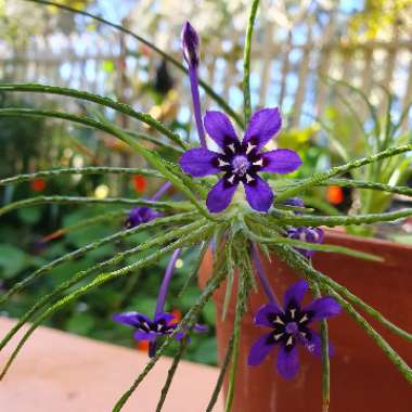 Lapeirousia oreogena