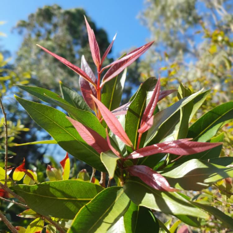 Plant image Syzygium Jambos