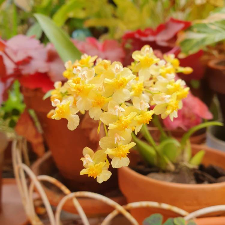 Plant image Oncidium 'Twinkle Yellow'