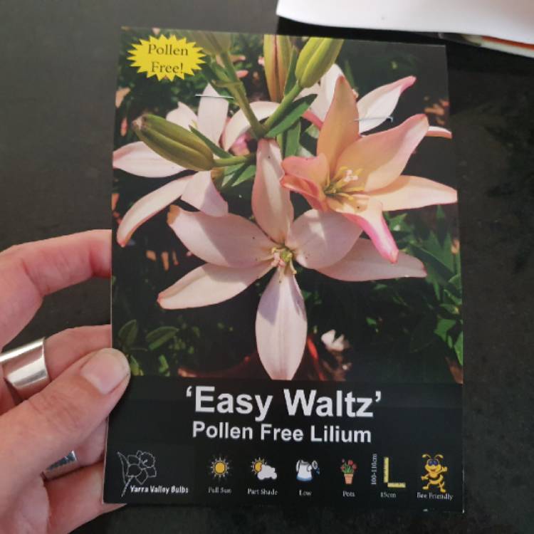 Plant image Lilium 'Easy Waltz'