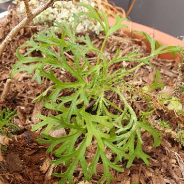 Trachymene coerulea 'Blue Lace' syn. Didiscus caeruleus 'Blue Lace'