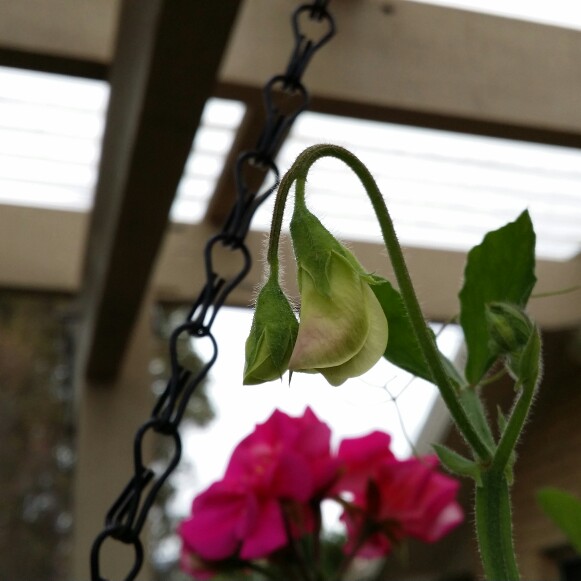 Lathyrus Odoratus 'Solstice Orchid'