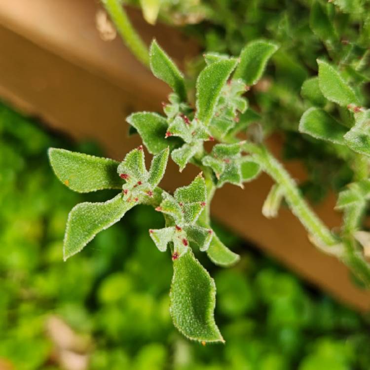 Plant image Mesembryanthemum crystallinum