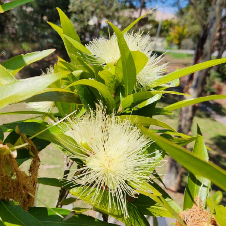 Plant image Syzygium Jambos