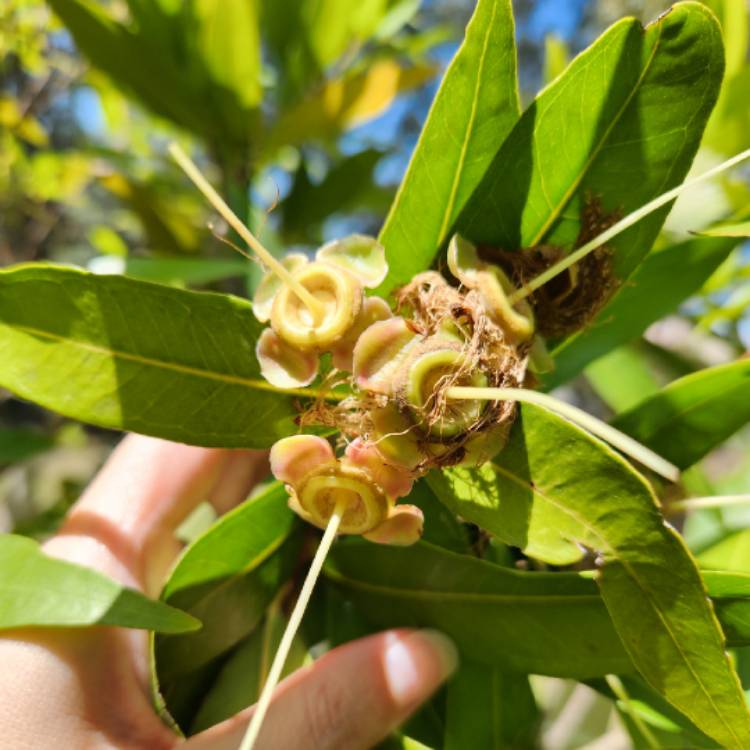 Plant image Syzygium Jambos