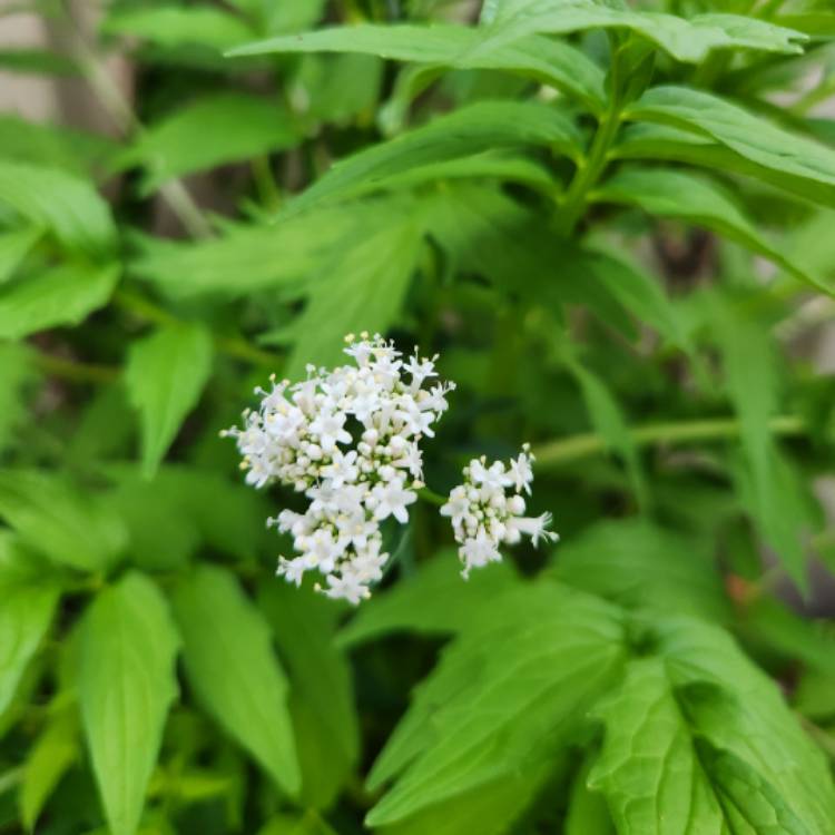 Plant image Valeriana officinalis