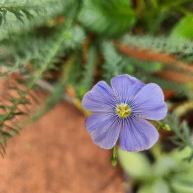 Linum perenne