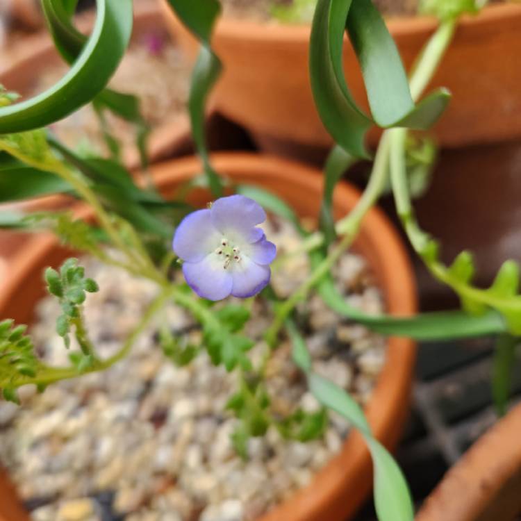 Plant image Nemophila menziesii