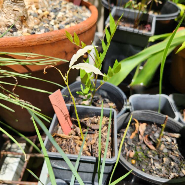 Plant image Harpullia Pendula