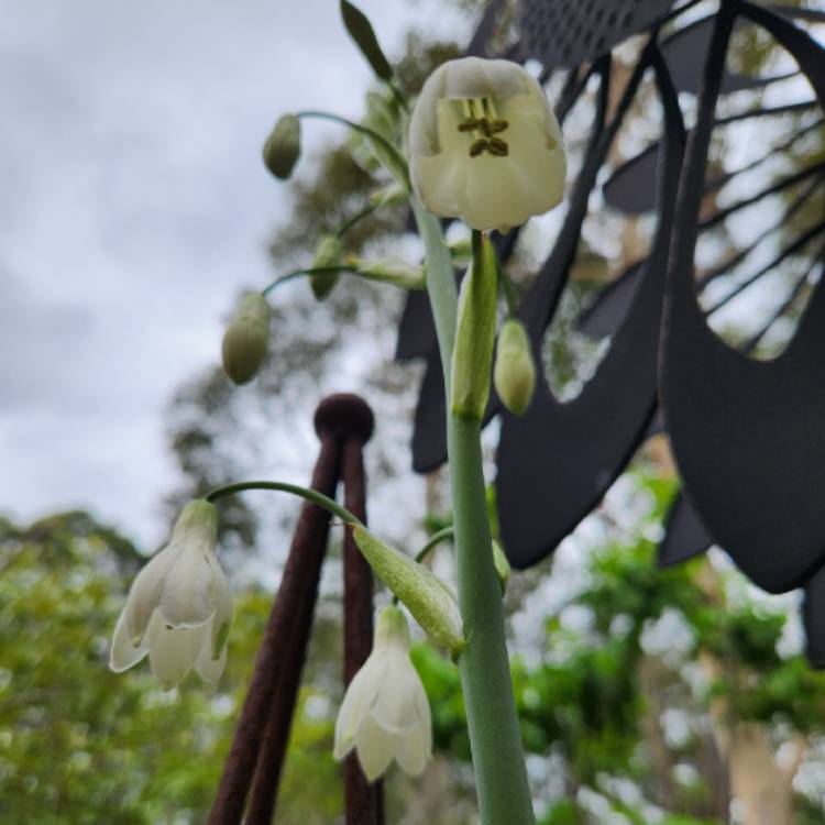 Plant image Galtonia candicans