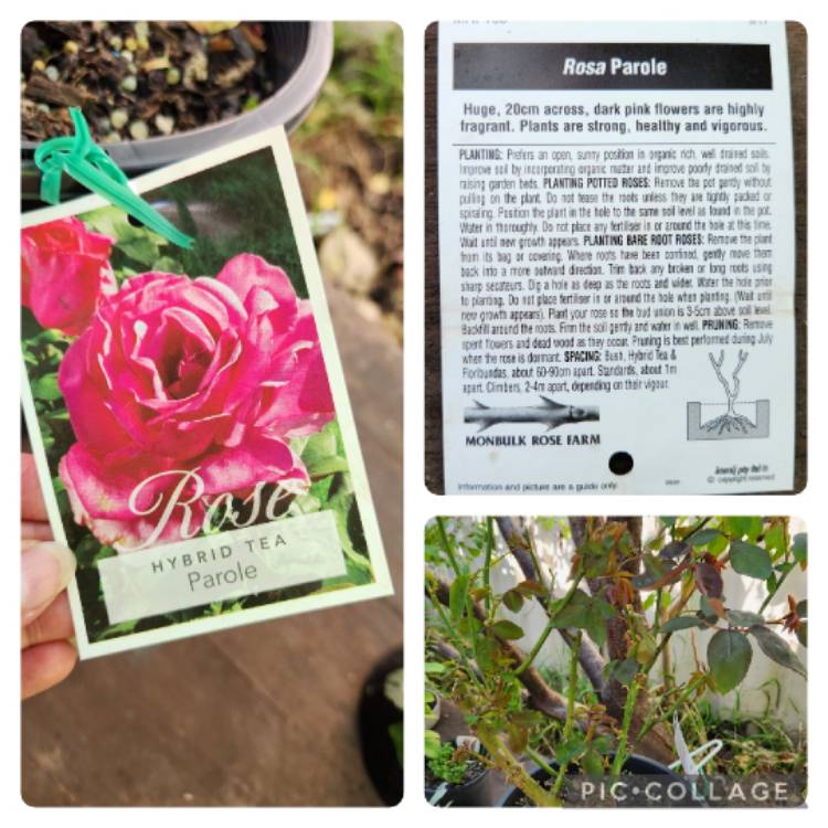 Plant image Rosa 'Korbilant' syn. Rosa 'Parole', Rosa 'Buxom Beauty', Rosa 'Garden Queen', Rosa 'Wanda Ferragamo', Rosa 'XXL', Rosa 'KO 91/1154-08'