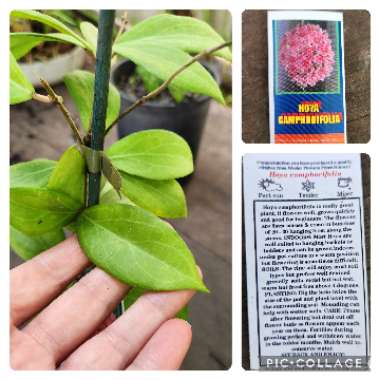 Hoya camphorifolia