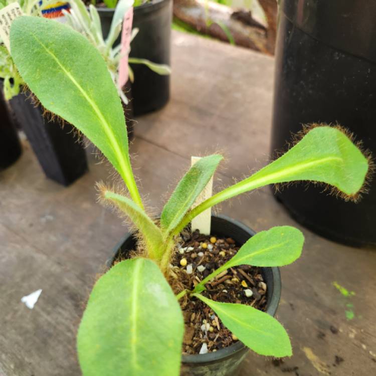 Plant image Meconopsis 'Lingholm' (Fertile Blue Group) syn. Meconopsis betonicifolia 'Lingholm', Meconopsis x sheldonii 'Lingholm'