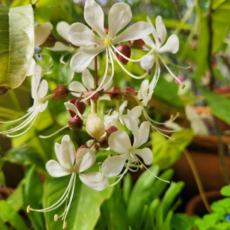 Plant image Clerodendrum wallichii