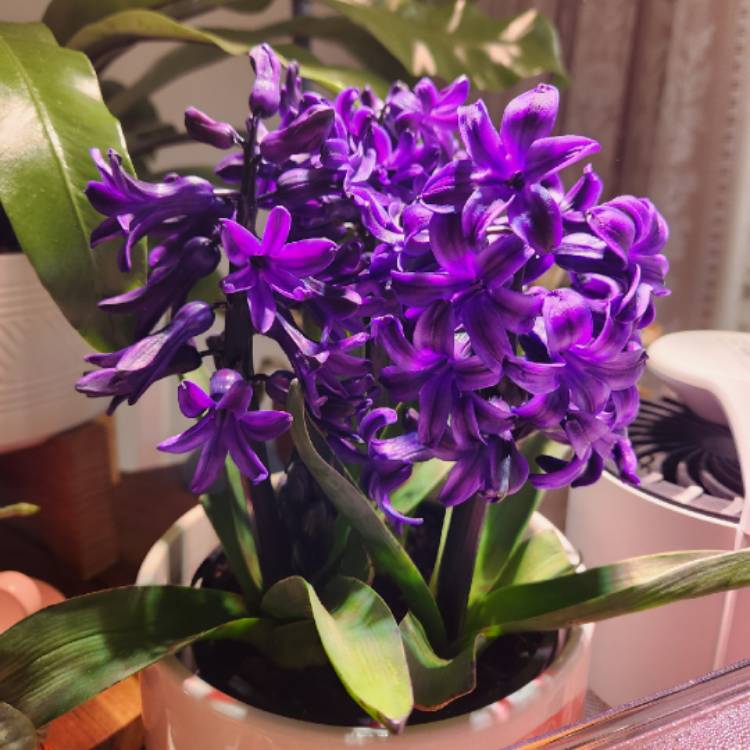 Plant image Hyacinth Orientals 'Ocean Delights'