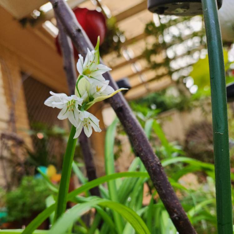 Plant image Allium triquetrum