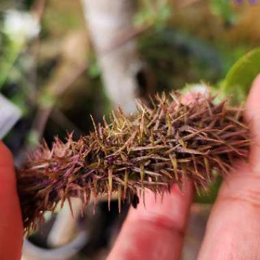 Pycnostachys urticifolia