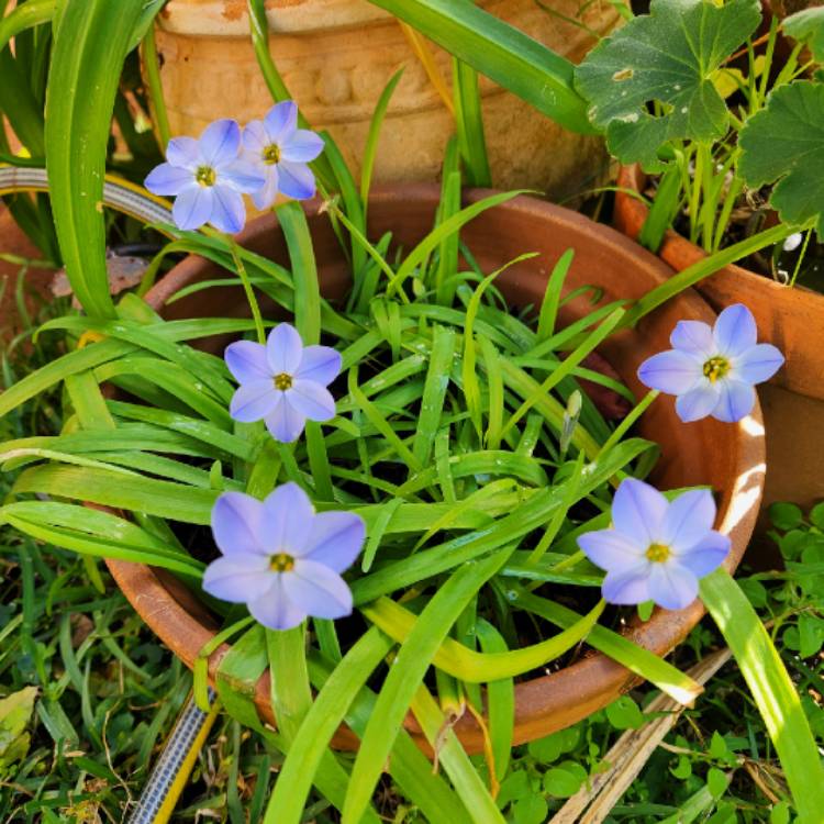 Plant image Ipheion