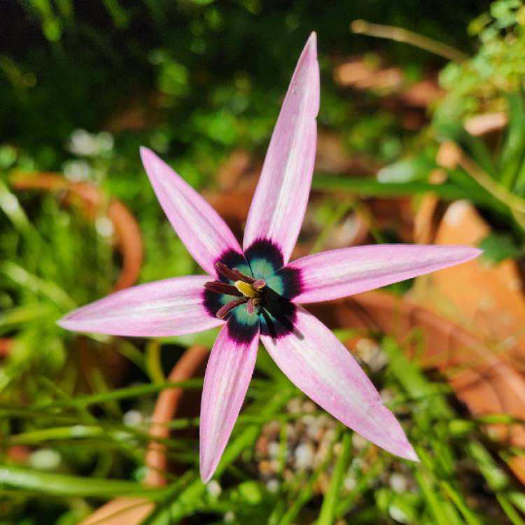 Plant image Spiloxene capensis alt Pauridia capensis (pink)